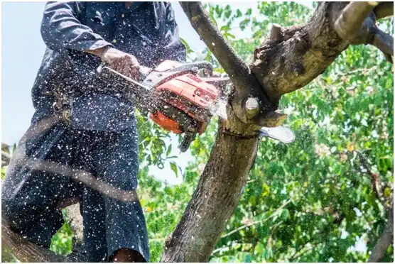 tree services Goodville